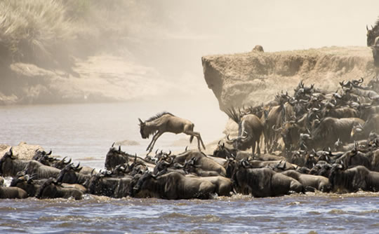 Wildebeest Migration in Masai Mara Reserve